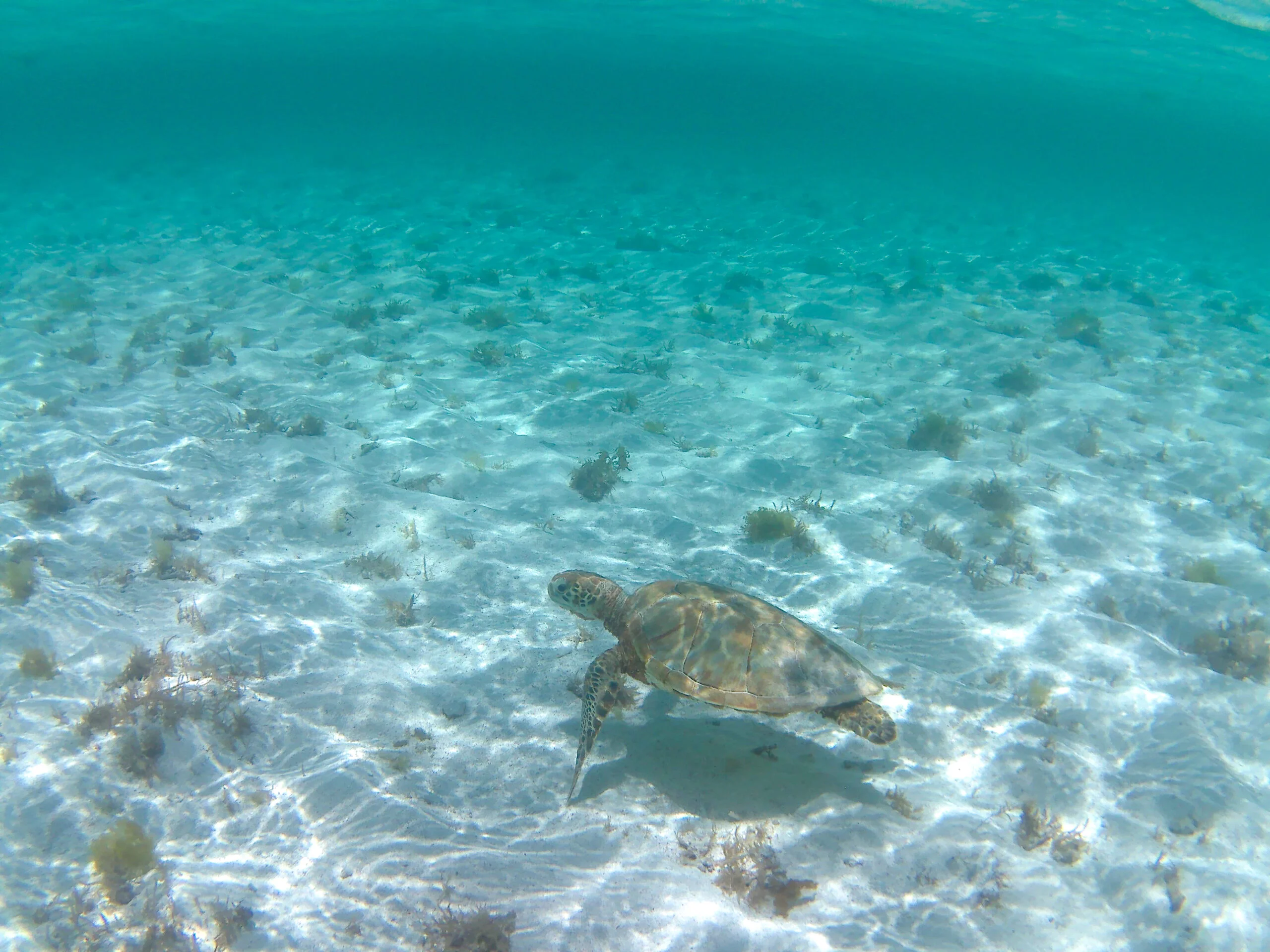 tortue en guadeloupe