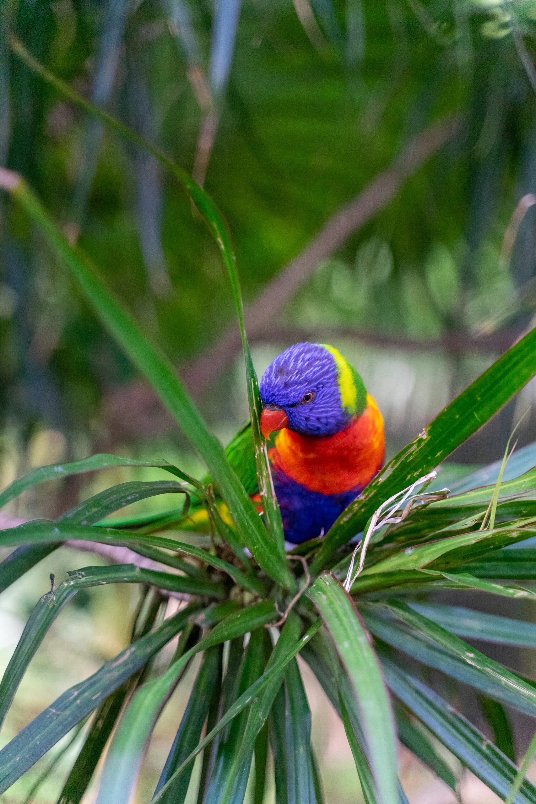 oiseaux aux jardin botanique de deshaies