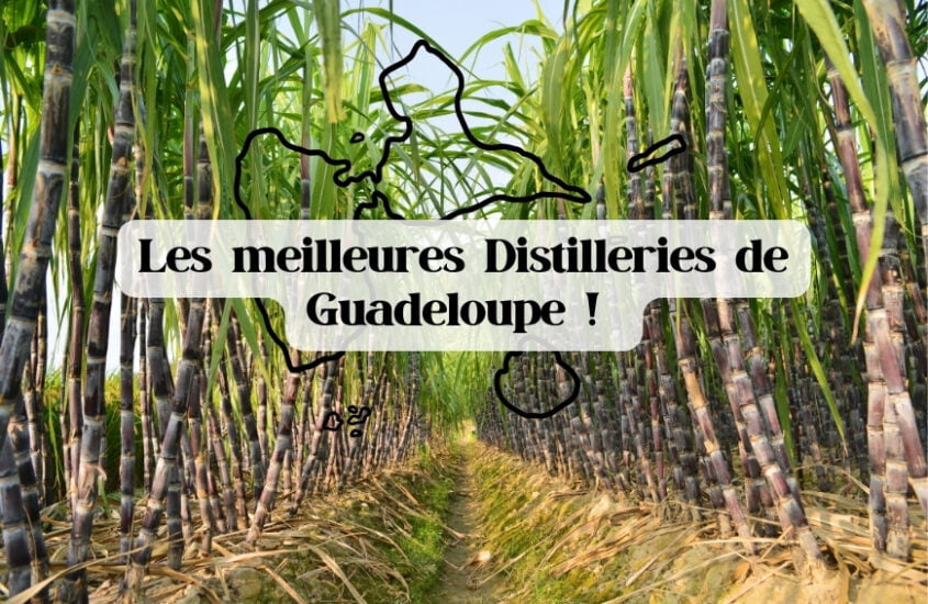 Les meilleures distilleries de Guadeloupe à visiter en 2024 !