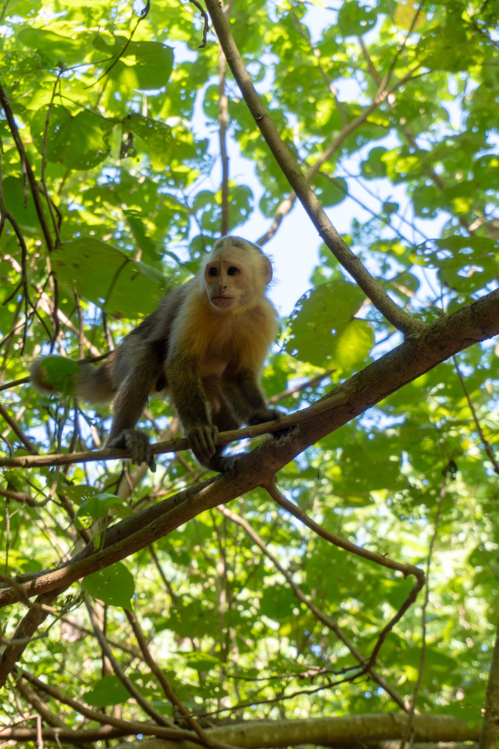 singe hurleur au Parc Tayrona 