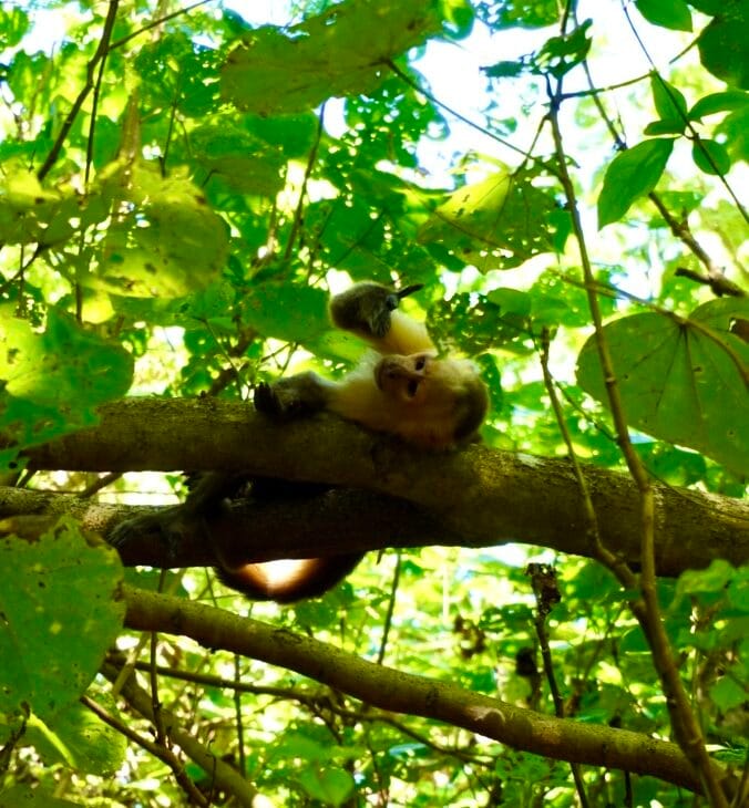 singe dans la Parc Tayrona 