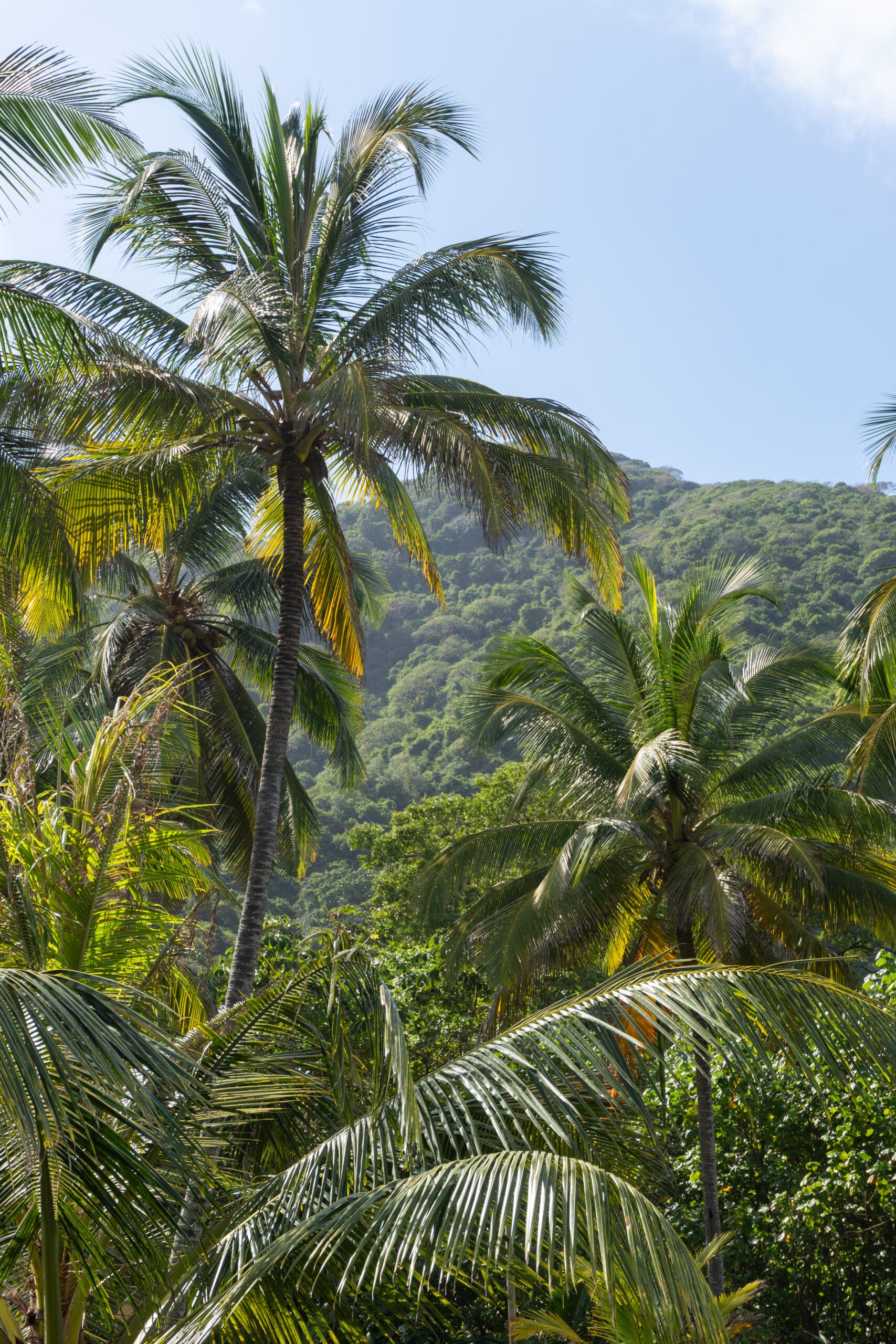 flore du Parc Tayrona