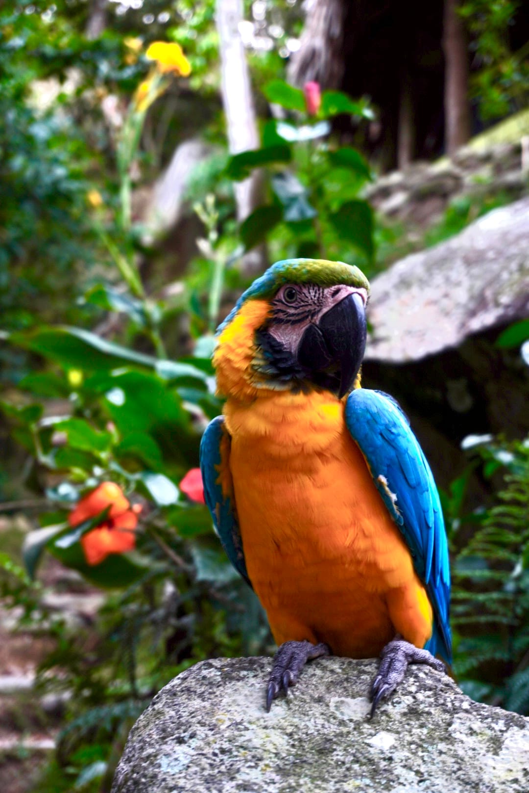 perroquet au Parc Tayrona 