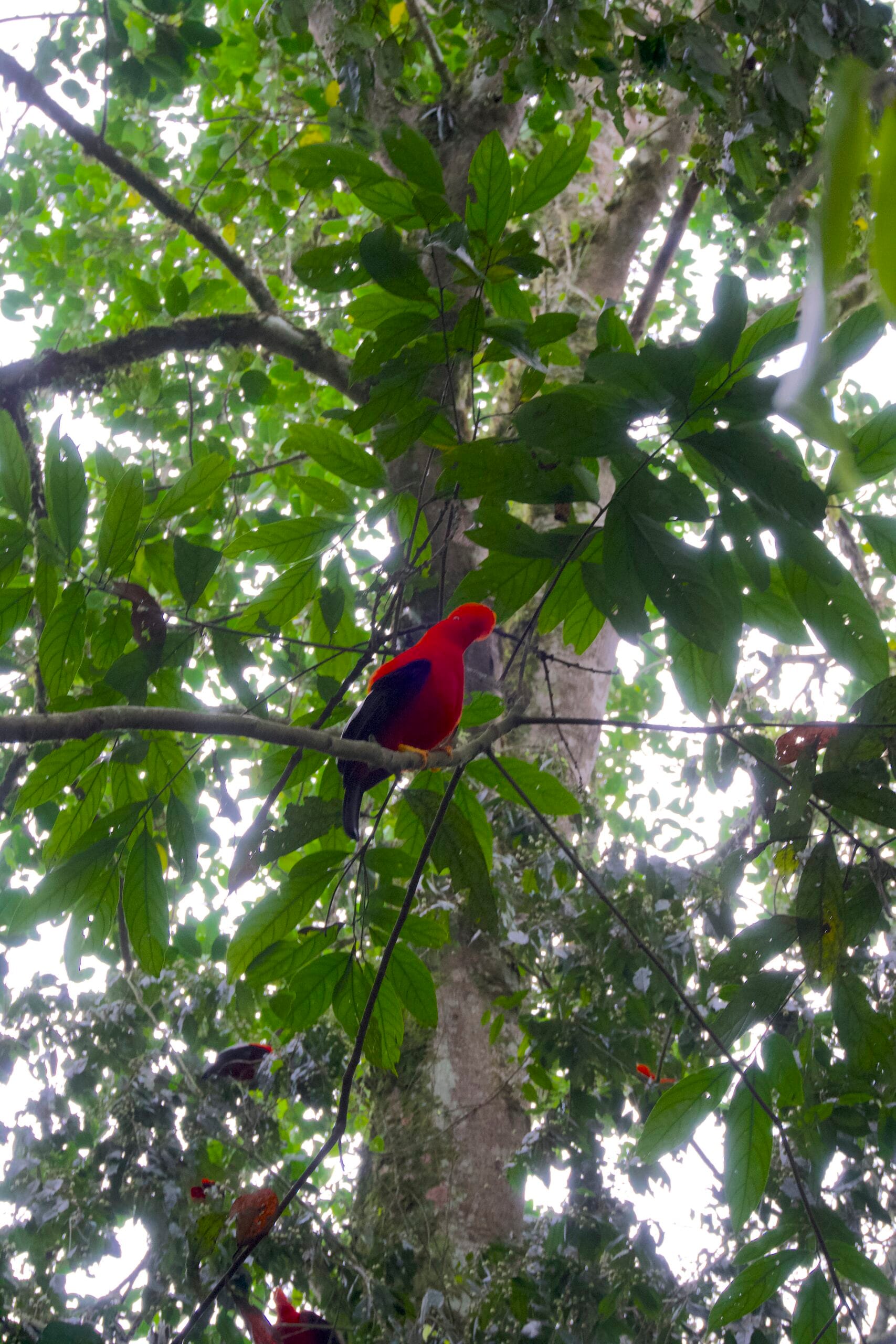 Gallito de Roca (Coq-de-roche péruvien)